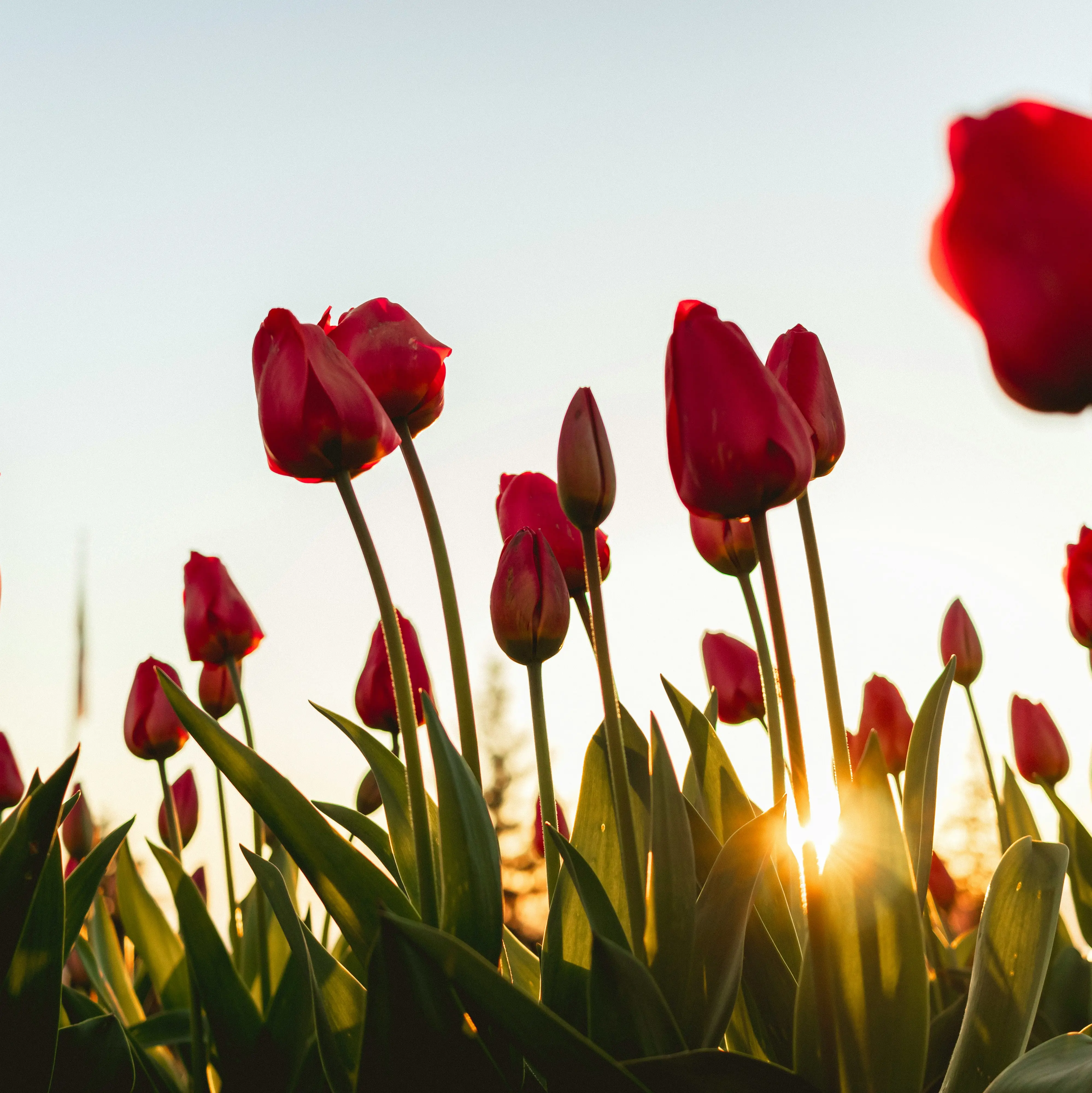 Blommor